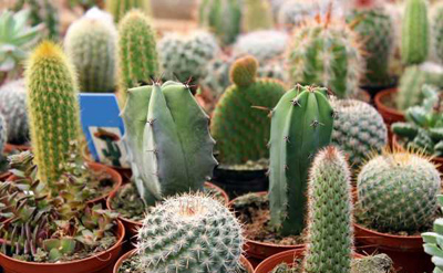 کاکتوس و انواع آن / شرایط نگهداری از کاکتوس