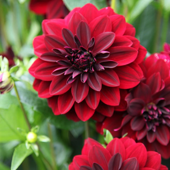گل کوکب (Dahlia)