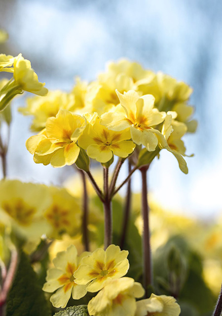 گل پامچال انگلیسی