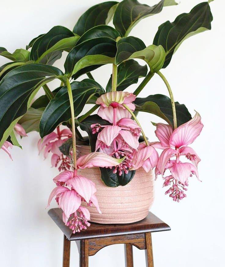 گیاه ارکیده فیلیپینی (Medinilla Magnifica)