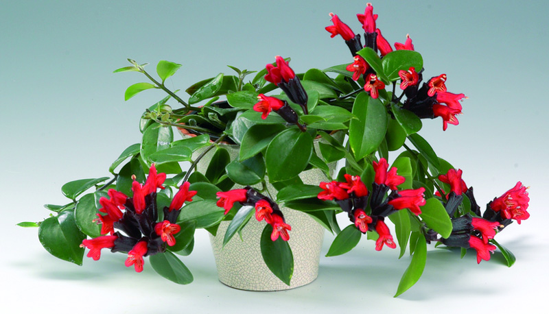 گیاه آشیانتوس (Aeschynanthus)، همیشه سبز آپارتمانی