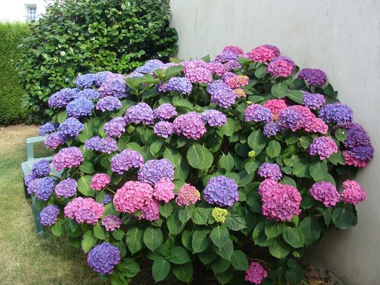 گیاه ادریسی یا هورتانسیا ماکروفیلا (Hydrangea Macrophylla)