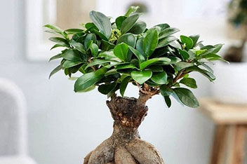 گیاه بونسای (Bonsai Tree) و رازهای نگهداری از آن