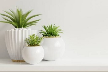 رازهای نگهداری از گیاهان آپارتمانی