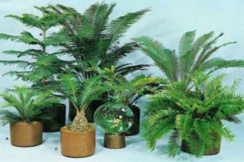 نگهداری از گیاهان آپارتمانی به روش حرفه ای