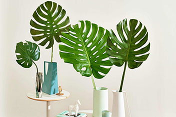 معرفی گیاه برگ انجیری (Swiss cheese plant)