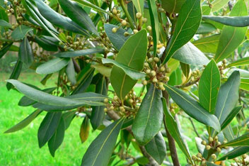 روش نگهداری از گیاه برگ بو (bay tree)