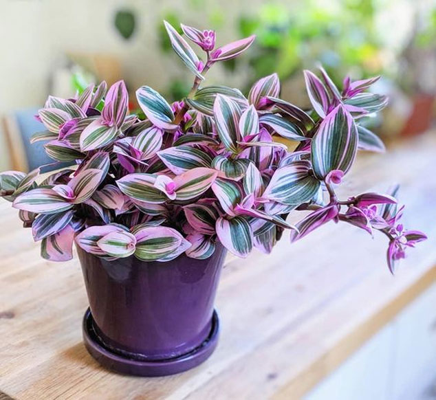 گیاه برگ بیدی (Tradescantia Fluminensis Quadricolour)