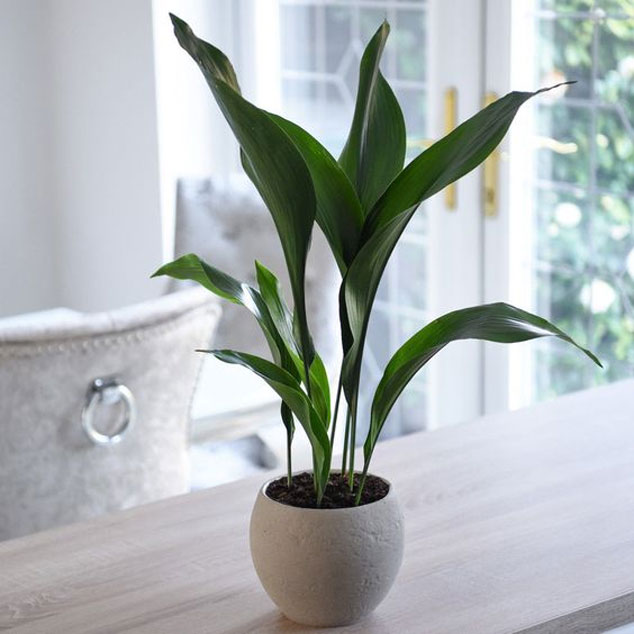 گیاه برگ عبایی (Aspidistra)