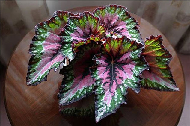 گیاه بگونیا رکس (Begonia Rex)