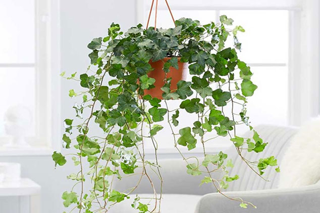 گیاه پاپیتال / عشقه (Hedera Helix)