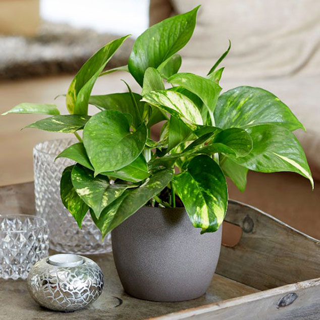 گیاه پوتوس (Pothos)