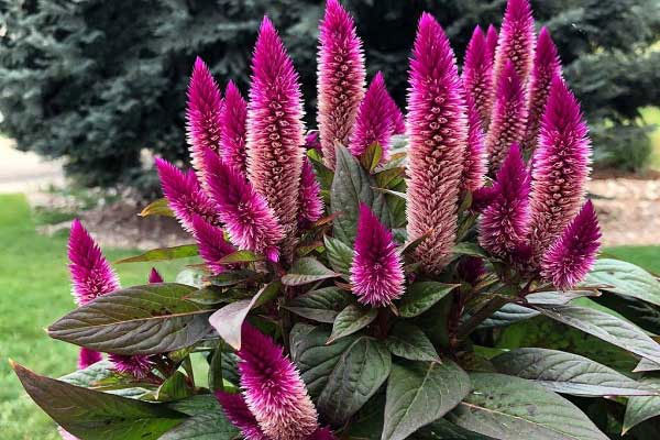 گیاه تاج خروسی ( CelosiaCaracas)