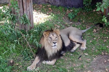 حال «هیرمان»، شیر نر ایرانی رو به بهبود است