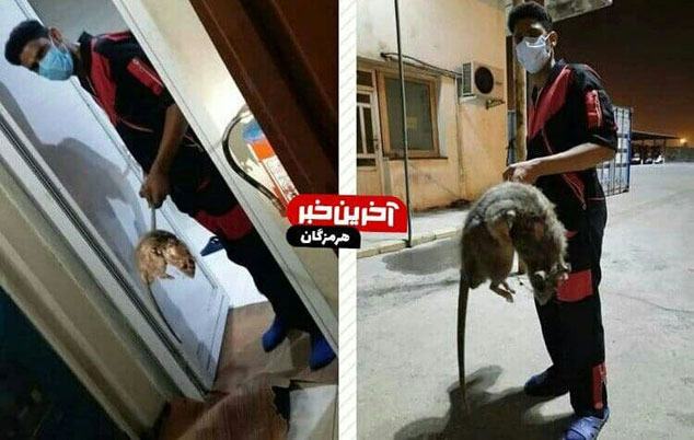 ماجرای موش عظیم الجثه و خبرساز در بندرعباس + عکس
