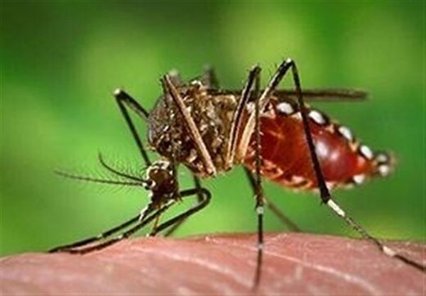 ورود یک «پشه» دردسرساز به کشور