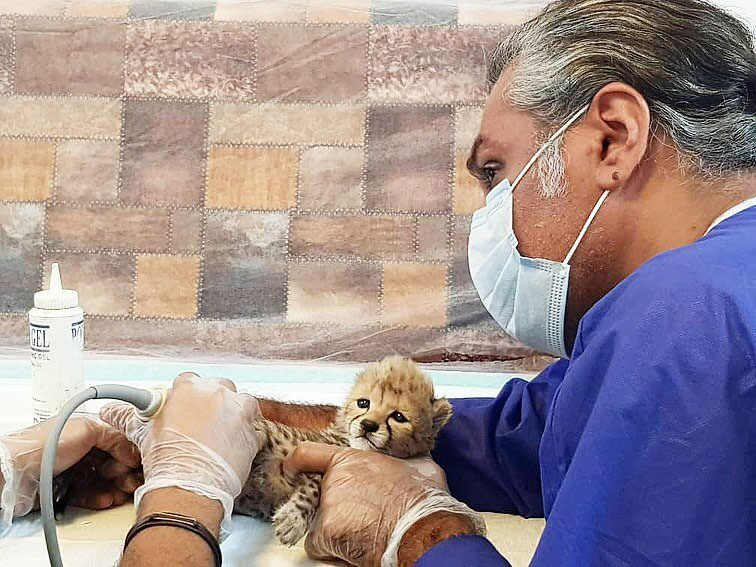 آخرین وضعیت سومین توله یوز «ایران»؛ وزن توله یوز نصف وزن استاندارد است