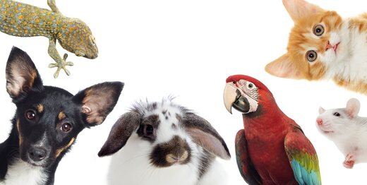 لطفا از ترس کرونا، حیوانات را استریل نکنید!