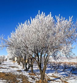 طبیعت برفی