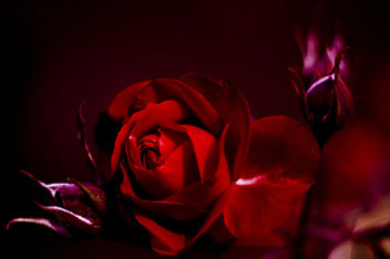 شعرهای زیبا و کوتاه از شاعران مشهور ایران