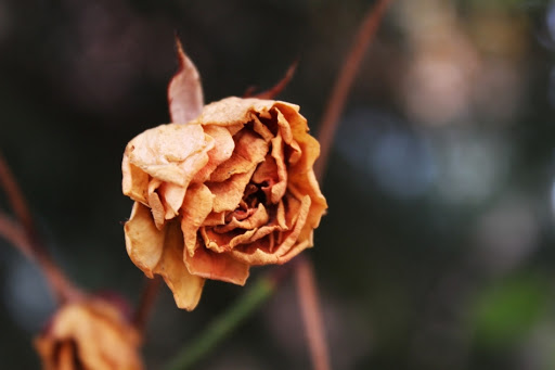 داستان گل خشکیده، یک داستان زیبا و عاشقانه که از خواندن آن لذت می برید