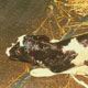 اسهال در گوساله