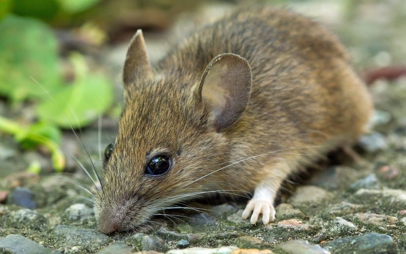 بهترین دستگاه دفع موش