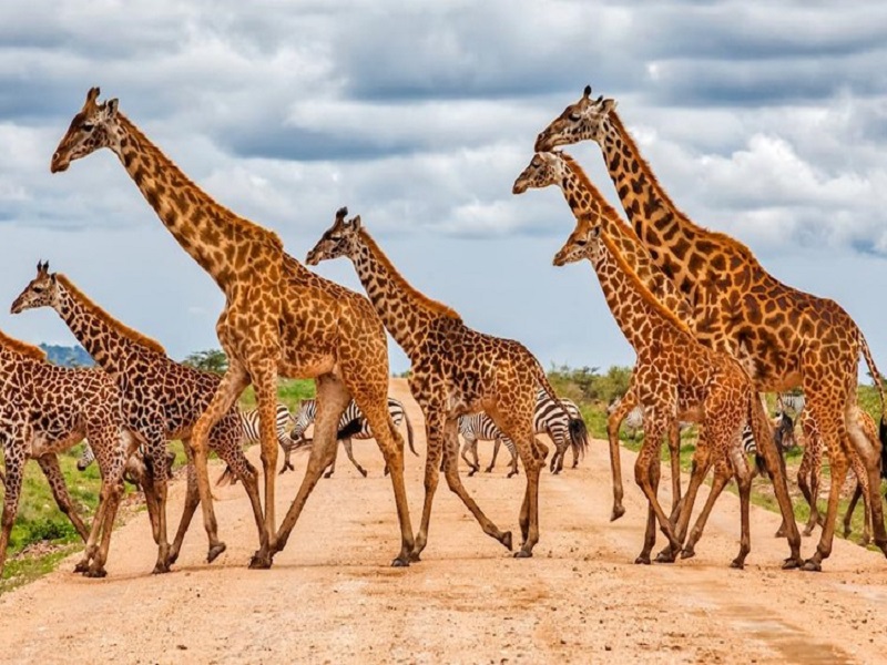 کنیا: سرزمین شیرها، گورخرها و مناظر خیره‌کننده