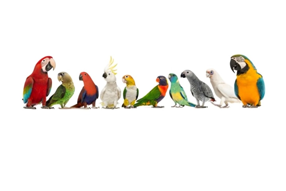 معجزه ای برای تقویت پرنده ی خونگی