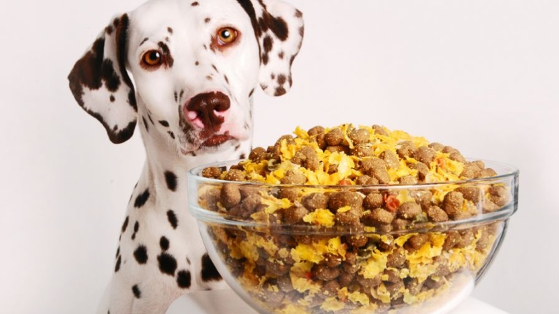 طرز تهیه غذای سگ خانگی