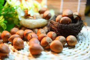 خواص روغن فندق و روش استفاده از آن