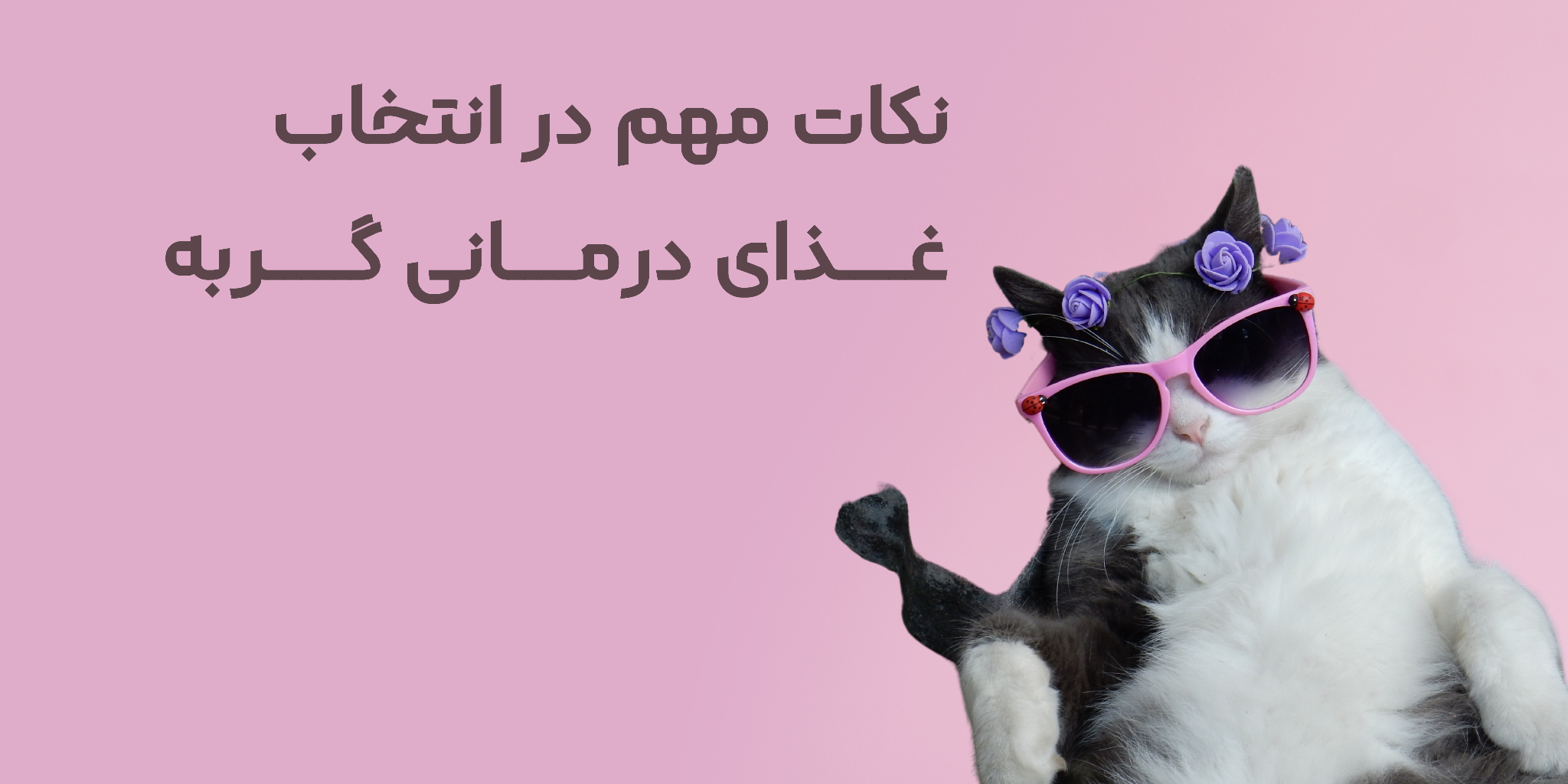 راهنمای جامع انواع غذای درمانی گربه: انتخاب مناسب برای هر بیماری